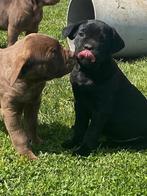 Cane corso, Dieren en Toebehoren, Honden | Bulldogs, Pinschers en Molossers, België, Overige rassen, CDV (hondenziekte), 8 tot 15 weken