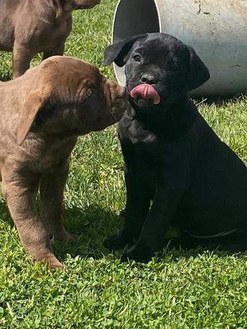Cane corso beschikbaar voor biedingen