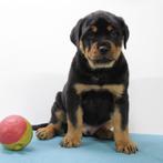 Rottweiler (reuen) - Belgische pups te koop, Dieren en Toebehoren, België, CDV (hondenziekte), 8 tot 15 weken, Meerdere