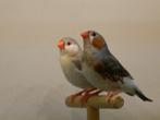 Witborst zebravinken, Dieren en Toebehoren, Vogels | Overige Vogels