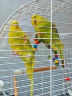2 belles perruches femelles, Animaux & Accessoires, Oiseaux | Perruches & Perroquets, Perruche, Femelle