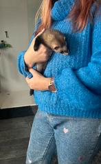 Fretje te koop, Dieren en Toebehoren, Augustus, Vrouwelijk