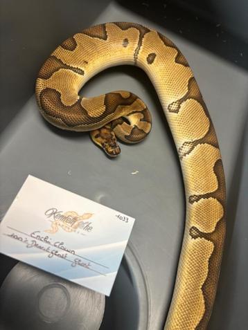 1.4 Enchi Clown Dh Hypo DG en Th,s beschikbaar voor biedingen