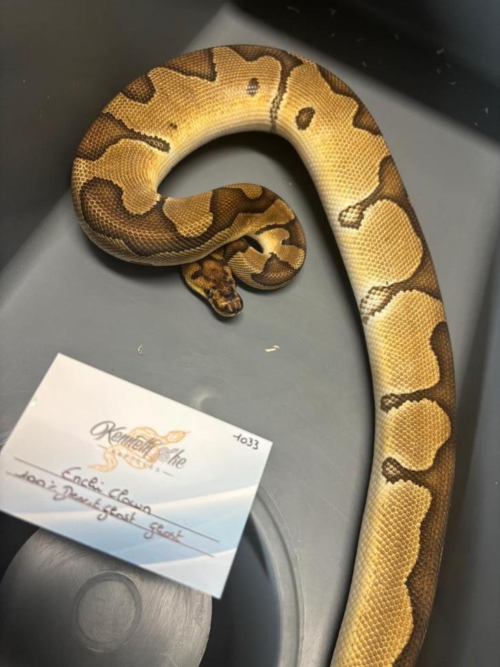 1.4 Enchi Clown Dh Hypo DG en Th,s, Dieren en Toebehoren, Reptielen en Amfibieën, Slang, Tam