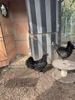 2 Ayam  Cemani hennen, Dieren en Toebehoren, Pluimvee, Vrouwelijk, Kip