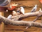 Mooie diamantduifjes te koop 4€ /vogel nog 3 vogels te koop, Ophalen