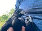 Ayam cemani, Meerdere dieren, Kip