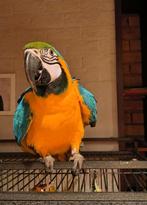 Blauw gele ara, Dieren en Toebehoren, Mannelijk, Papegaai, Pratend