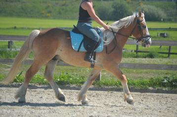 Prachtige haflinger ruin beschikbaar voor biedingen