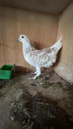 Duiver, Dieren en Toebehoren, Pluimvee, Mannelijk, Overige soorten