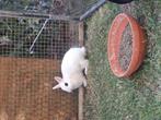 Kleurdwerg hotot, Dieren en Toebehoren, Konijnen