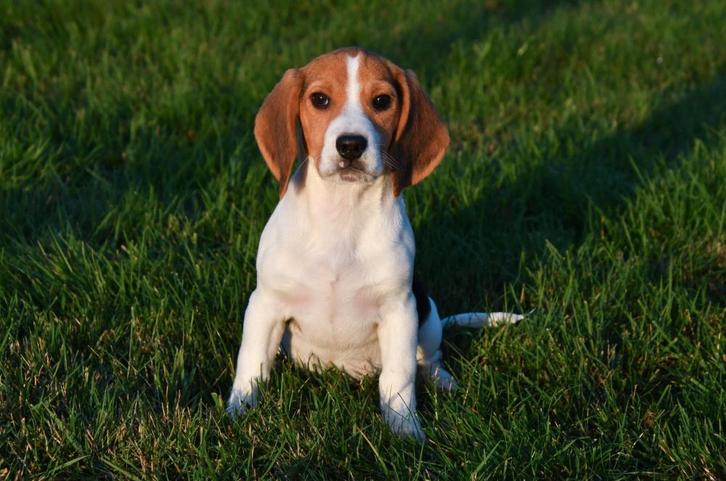 Beagle pups te koop, Dieren en Toebehoren, Honden | Beagles, Bassets en Lopende honden, Meerdere dieren, Beagle, Fokker | Professioneel