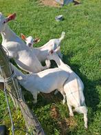 Witte geit boklammeren te koop, Dieren en Toebehoren, Schapen, Geiten en Varkens, Geit