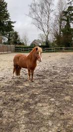 Lieve verzorgpony aangeboden, Dieren en Toebehoren, Pony's, Zadelmak