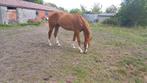 2 jaarse bwp merrie, Dieren en Toebehoren, Paarden, Merrie, Springpaard, Gechipt, 0 tot 2 jaar