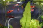 groepje Chili rasboras, Dieren en Toebehoren, Vissen | Aquariumvissen, Zoetwatervis