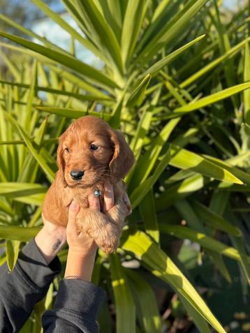 Prachtige engelse cockerspaniel pups beschikbaar voor biedingen