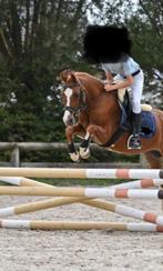 B pony, Dieren en Toebehoren, Paarden, Springpaard, Minder dan 160 cm, B, Ruin