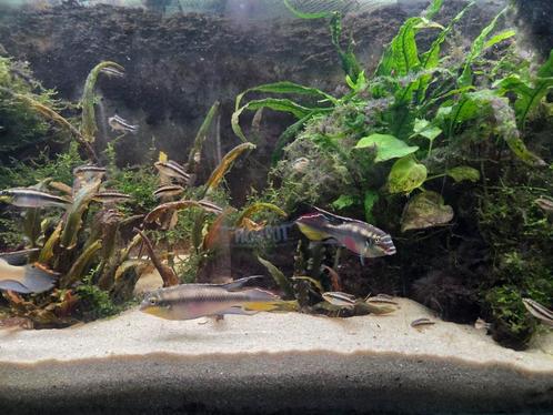 Kersenbuikcichliden, volwassen en jonge., Dieren en Toebehoren, Vissen | Aquariumvissen