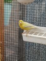 Te koop Kanarie man opaal geel, Dieren en Toebehoren, Vogels | Kanaries, Mannelijk, Zangkanarie