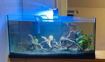 Aquarium met vissen