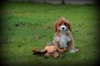 Cavapoo pups, Dieren en Toebehoren, België, CDV (hondenziekte), 8 tot 15 weken, Meerdere