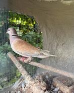 Lachduif, Dieren en Toebehoren, Vogels | Duiven