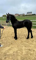 Hele Friese 6 maanden, Dieren en Toebehoren