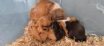 Peruaanse cavia, Dieren en Toebehoren, Geslacht onbekend, Cavia, Tam