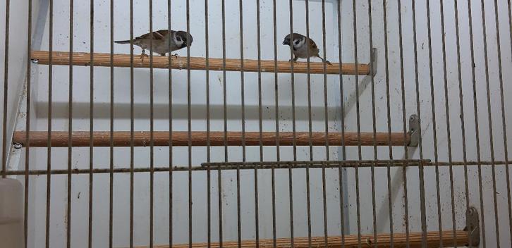 Ringmus - passer montanus, Dieren en Toebehoren, Vogels | Overige Vogels, Wildzangvogel, Meerdere dieren, Tam, Geringd