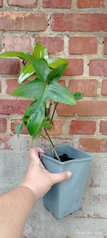 Philodendron Florida  beschikbaar voor biedingen