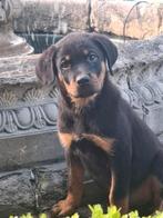 Rottweiler pups, Dieren en Toebehoren, Honden | Bulldogs, Pinschers en Molossers, België, CDV (hondenziekte), 8 tot 15 weken, Meerdere