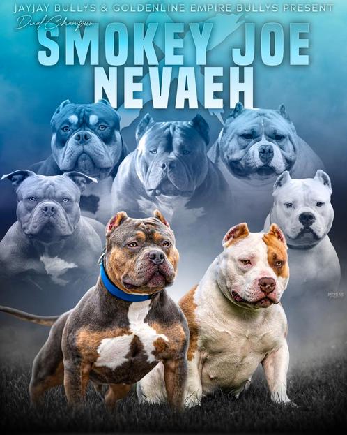 PRACHTIGE AMERICAN BULLY PUP, Dieren en Toebehoren, Honden | Bulldogs, Pinschers en Molossers, Reu, Overige rassen, Fokker | Professioneel