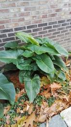 Callasse planten, Tuin en Terras, Planten | Tuinplanten, Ophalen, Vaste plant, Overige soorten
