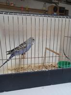 jonge grasparkieten, Dieren en Toebehoren, Parkiet, Tam