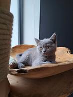 Brits korthaar poesje blue  en bicolor katertje blue- white, Dieren en Toebehoren, Katten en Kittens | Raskatten | Korthaar, Meerdere dieren