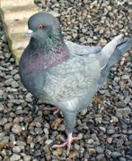 Kingduiven. King duiven