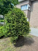 Taxus baccata bijenkorf 150/160 draadkluit, Jardin & Terrasse, Plantes | Arbustes & Haies, Enlèvement ou Envoi, Taxus