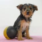 Kruising Yorkshire Terrier pups te koop (belgisch), Dieren en Toebehoren, België, CDV (hondenziekte), 8 tot 15 weken, Meerdere