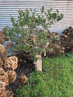 Olijfboom in aalter, Tuin en Terras, Planten | Bomen, Ophalen, Olijfboom