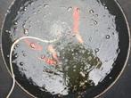 ´koi te koop, Animaux & Accessoires, Poissons | Poissons d'étang
