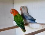 Ficheries te koop koppels, Animaux & Accessoires, Oiseaux | Perruches & Perroquets