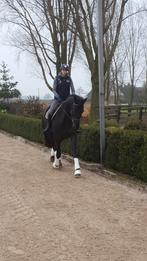 8 jarige ruin te koop, Dieren en Toebehoren, Paarden, 175 cm of meer, Met stamboom, Ruin, Dressuurpaard