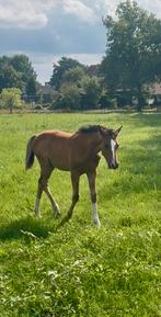 Knap merrieveulen, Dieren en Toebehoren, Merrie, Springpaard, Gechipt, Niet van toepassing
