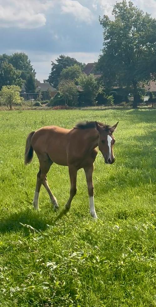 Knap merrieveulen, Dieren en Toebehoren, Paarden, Merrie, Niet van toepassing, 0 tot 2 jaar, Springpaard, Met stamboom, Gechipt