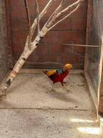 Fazant, Animaux & Accessoires, Oiseaux | Oiseaux Autre, Mâle, Domestique
