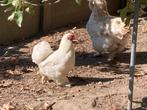 Cochin kriel hen, Dieren en Toebehoren, Pluimvee, Vrouwelijk, Kip
