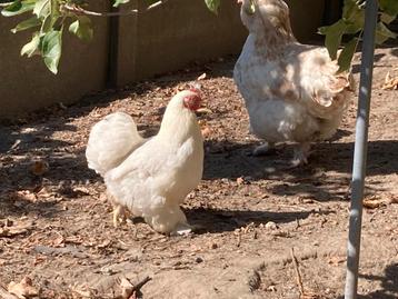 Cochin kriel hen beschikbaar voor biedingen