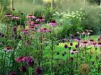 Vaste Planten, Ophalen, Vaste plant, Overige soorten