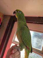 Geelvoorhoofd Amazone Papegaai, Dieren en Toebehoren, Papegaai, Geringd